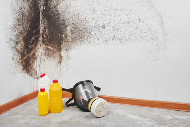 Best Best Mold Removal Companies  in Mountain Iron, MN