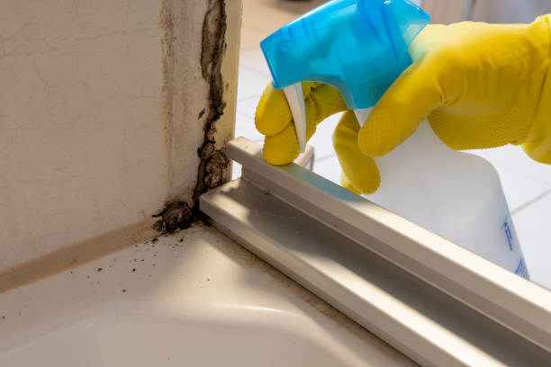 Best Emergency Mold Removal  in Mountain Iron, MN