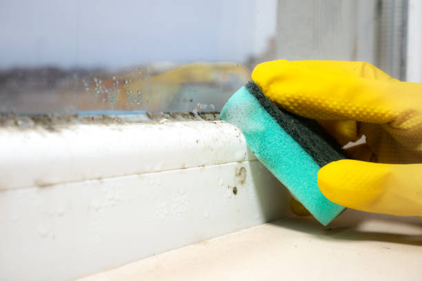 Best Mold Removal Company Near Me  in Mountain Iron, MN