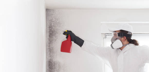 Mountain Iron, MN Mold Removal Company