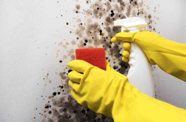 Mold Removal and Inspection in Mountain Iron, MN