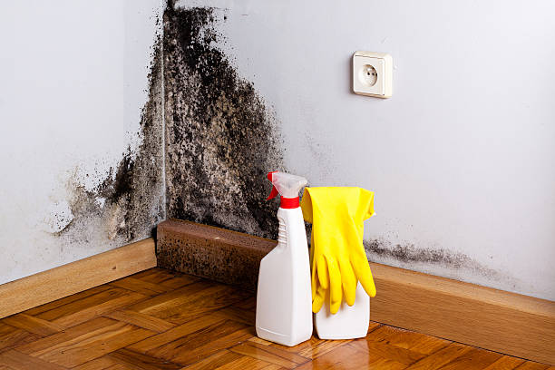 Best Mold Remediation Services  in Mountain Iron, MN
